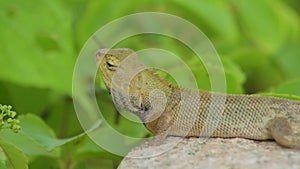 Close up side view changeable lizard or orental garden lizard Calotes versicolor stand on a rocky stone. Wildlife green lizard o