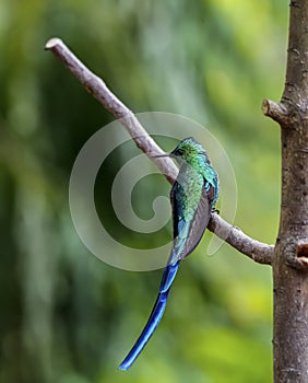 Close-up side view of an elegant shiny Long-tailed sylph (Aglaiocercus kingii)