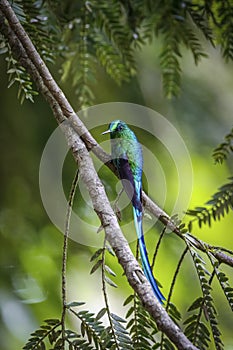 Close-up side view of an elegant shiny Long-tailed sylph (Aglaiocercus kingii) perched on a branch