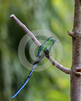 Close-up side view of an elegant shiny Long-tailed sylph perched on a branch, Colombia