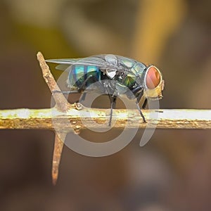 CLOSE UP SIDE VIEW OF FLIES