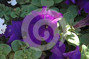 Close-up Side view of Full Purple Petunia blooms with morning`s splash of natural full warm sunlight