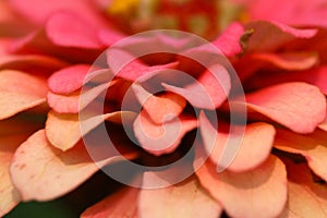 Close Up Side View of Fuscia Colored Zinnia - Sunflower tribe - Daisy family