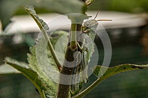 Close up side view of gray grasshopper hanging on small apple tr