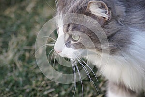 Close up kitty cat, green grass background.