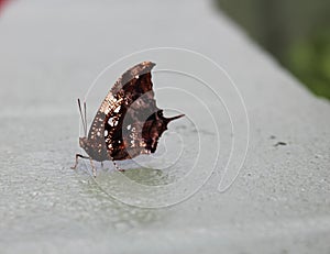 Close up, side view of a Hypna clytemnestra butterfly, also known as the Jazzy Leafwing or Marbled Leafwing photo