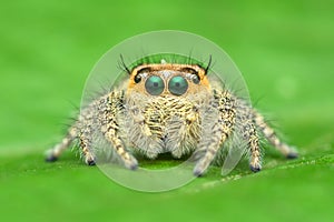 A close-up side view jumper spider Hyllus cf. semicupreus.