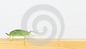 Close up side view of katydid.