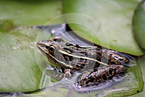 Close up, side view of a Leopard frog sitting on lily pads in Wisconsin