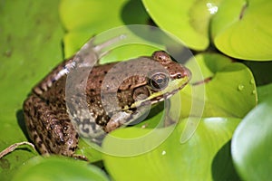 Close up, side view of a Lithobates catesbeianus, American Bullfrog, sitting on lily pads