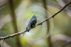 Close-up side view of a Long-tailed sylph (Aglaiocercus kingii) perched on a branch, natural green background