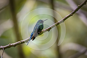 Close-up side view of a Long-tailed sylph (Aglaiocercus kingii) perched on a branch, Valle de Cocora,