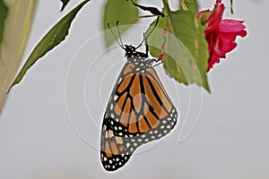 Close up, side view of a newly hatched Monarch Butterfly, with wings closed, hanging upside down on a leaf