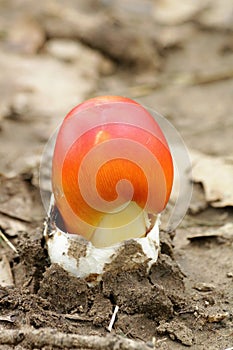 Close-up of an Amanita jacksonii Mushroom Emerging From its Volva photo