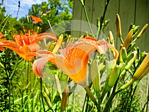 Close Up Side View Of Orange Tiger Lillies