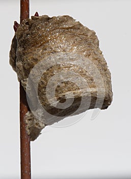 Close up side view of a Praying mantis nest.