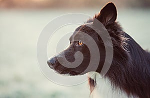 Close up side view, profile portrait curious border collie dog looking focused ahead over winter outdoors background with copy