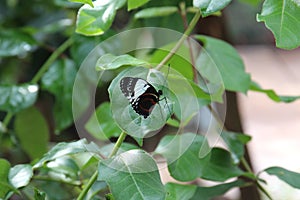 Close up, side view of a Red Postman Butterfly, Heliconius Erato Emma, with wings closed sitting on a leaf