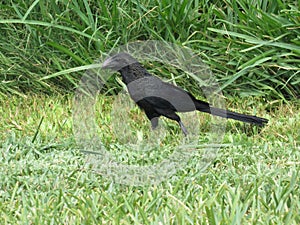 Sleek black bird running on green grass