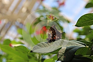 Close up, side view of a Silver Studded Leafwing Butterfly with wings closed resting on a leaf