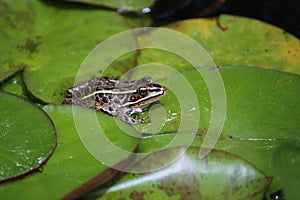 Close up, side view of a Southern Leopard Frog, Lithobates sphenocephalus