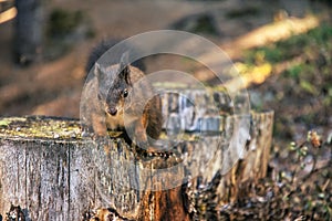 Close-Up Side View Of A Squirrel with peanut, Portrait of eating Eurasian squirrel, Scirius carolinensis