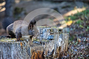 Close-Up Side View Of A Squirrel with peanut, Portrait of eating Eurasian squirrel, Scirius carolinensis