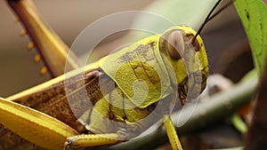 Close up side view to Javanese Grasshopper. Valanga nigricornis in jungle. Macro 4k footage of Javanese bird grasshopper