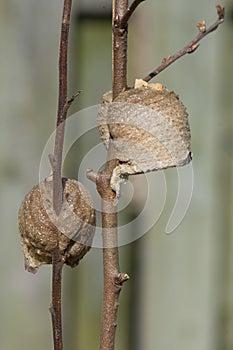 Close up side view of two Praying mantis nests, one facing to the side, the other, the rear.