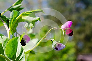 Close-up sideview of blooming pea flower, pisum sativum