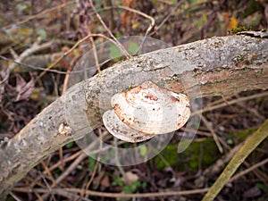 close up of sideways white platelet mushroom growing on dead tree branch