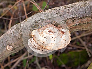 close up of sideways white platelet mushroom growing on dead tree branch