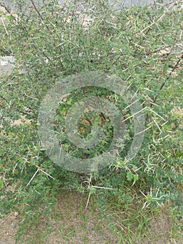 Close-up of Sidr tree. spiny tree branches, green trees and plants