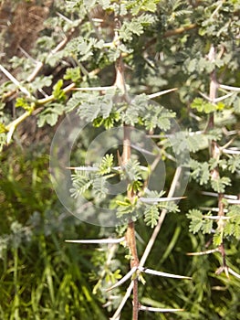 Close-up of Sidr tree. spiny tree branches, green trees and plants