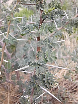 Close-up of Sidr tree. spiny tree branches, green trees and plants