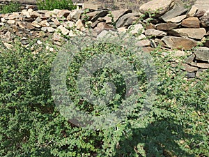 Close-up of Sidr tree. spiny tree branches, green trees and plants