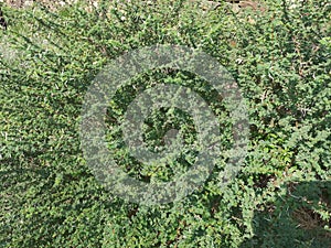 Close-up of Sidr tree. spiny tree branches, green trees and plants