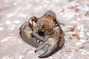 Close-up of signal crayfish