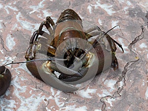 Close-up of signal crayfish