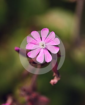 Close-up of silene nictoflora