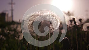 Close-up of a silhouette of a dandelion growing in the field at sunset