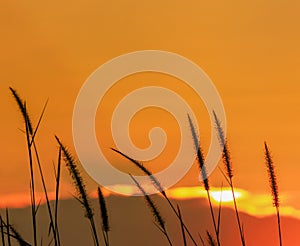 Close up silhouette setaceum pennisetum fountain grass on sunset background