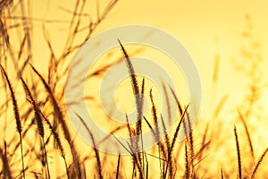 Close up silhouette tropical grass flower on sunset