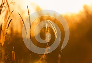 Close up silhouette tropical grass flower on sunset