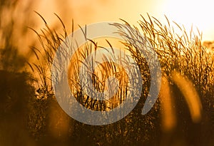 Close up silhouette tropical grass flower on sunset