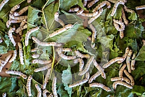 Close up Silkworm eating green mulberry leaf