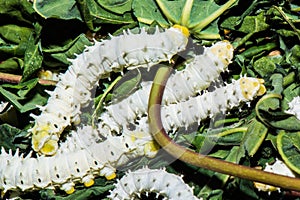 Close up Silkworm eating mulberry green leaf