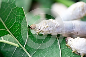 Close up Silkworm eating mulberry