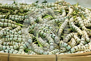 Close up Silkworm eating mulberry