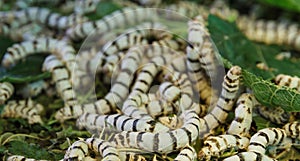 Close up Silkworm eating mulberry green leaf